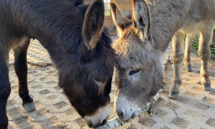 Bruno & Casper © Eselbegegnung - Natur erleben